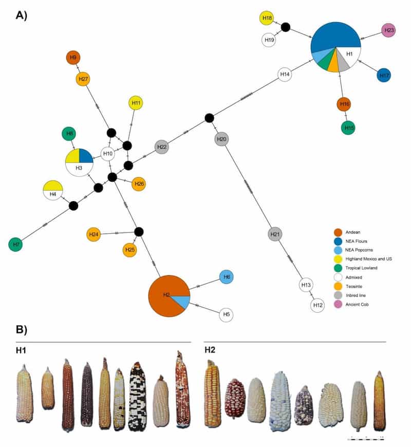 Maize chloroplast genomes hint at high levels of genetic diversity within landraces