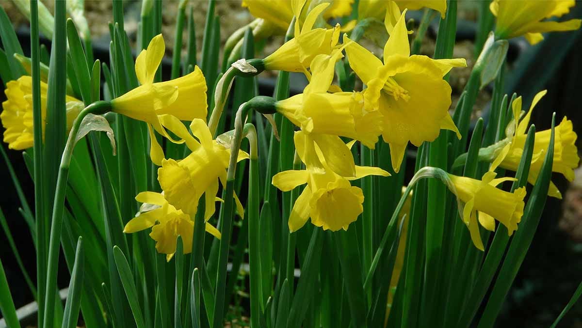 Seed dormancy of the threatened Spanish daffodil Narcissus yepesii