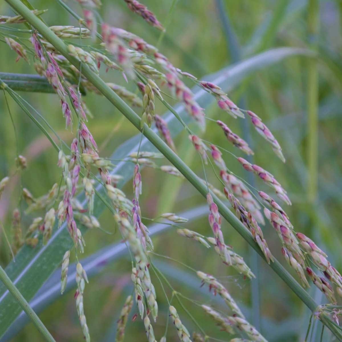 Impacts of land use on the stress responses of an invasive grass