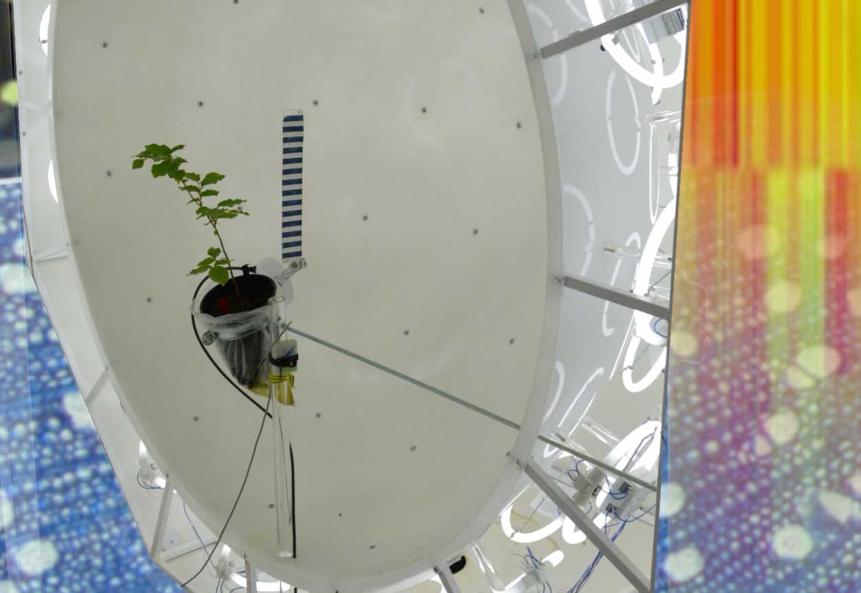 Dissecting growth responses to gravity and light in poplar trees