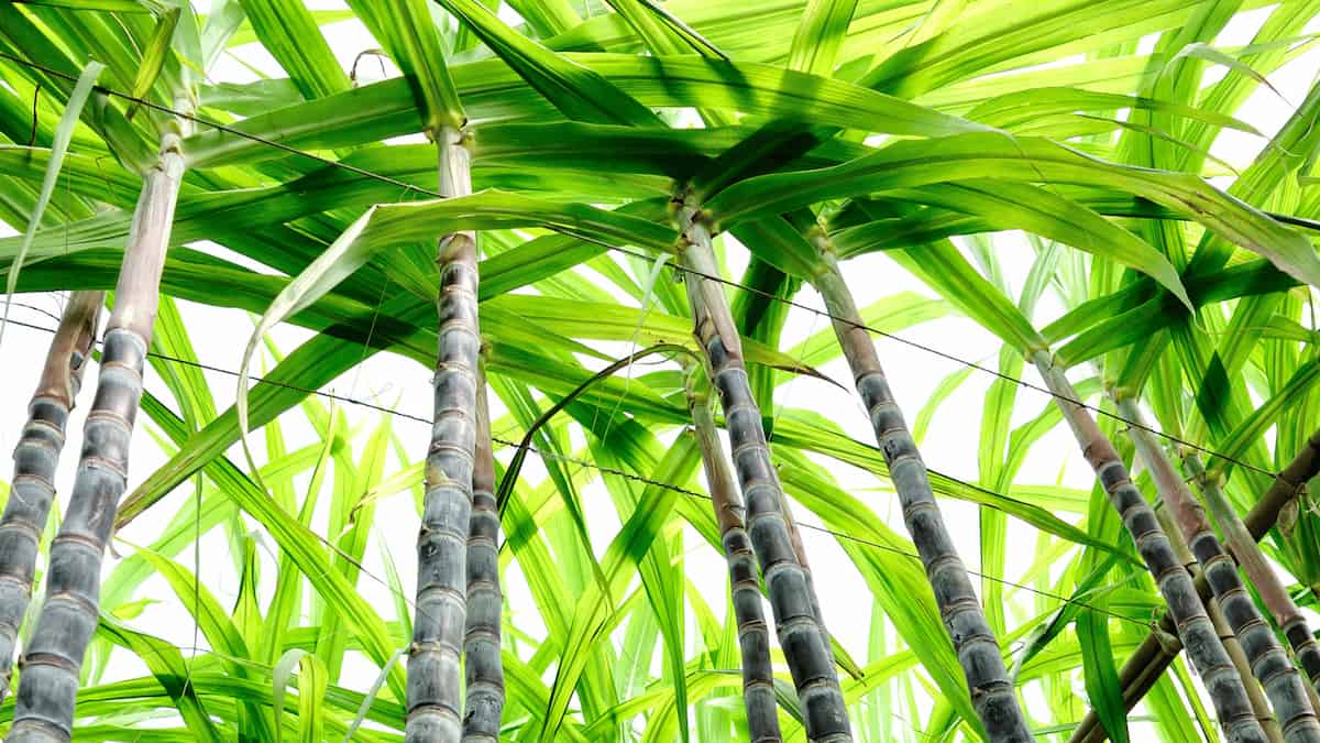 A sweet story: modern sugarcanes originate from three ancestral genomes