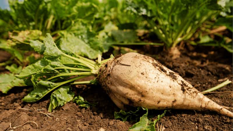 Beets beat hidden viruses within in their genomes