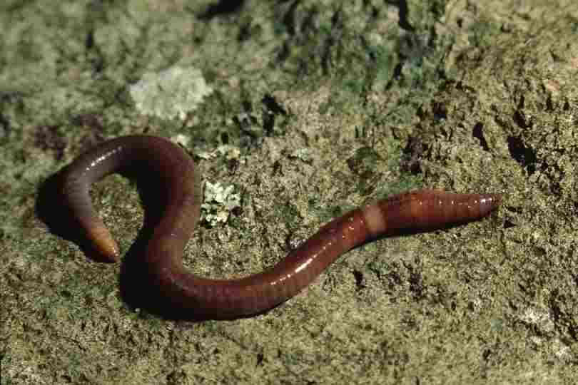 Invasive earthworms, invasive plants and their effects on native species