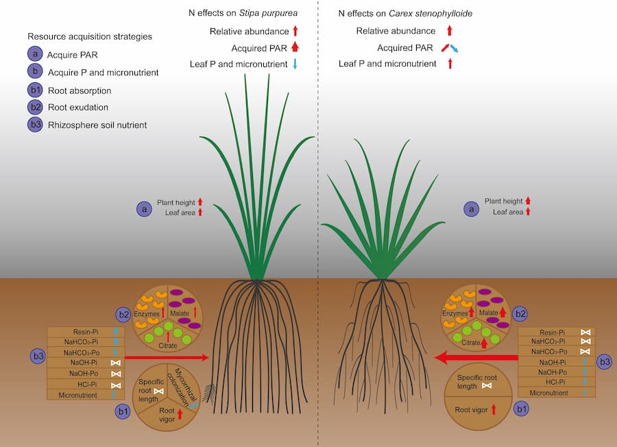 Above- and below-ground factors determine the effect of added nitrogen