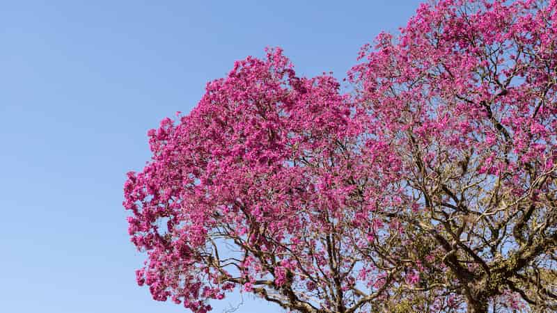 What causes fruit set failure in pink trumpet trees? Look at pistils to find out more