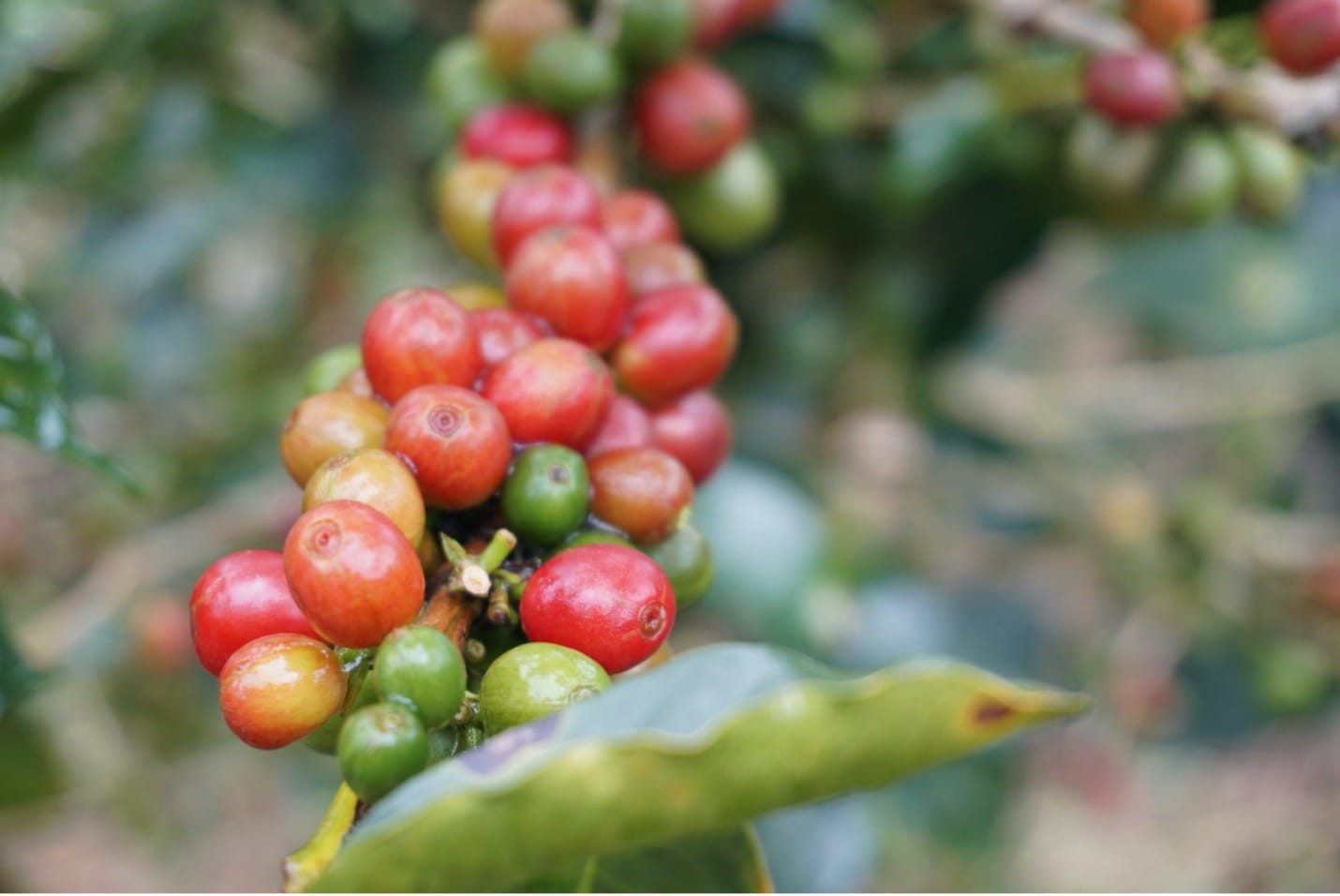 Hybrid coffee cultivars may enhance agroecosystem resilience to climate change