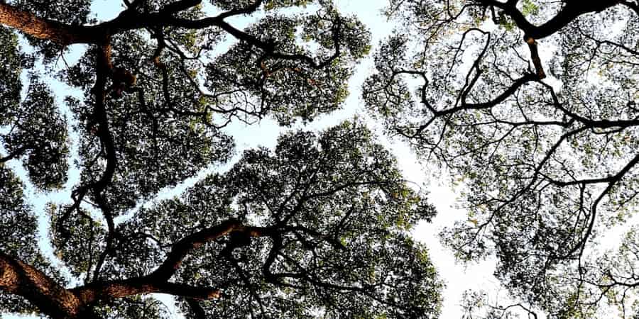 Tree crowns avoid colliding in 3D