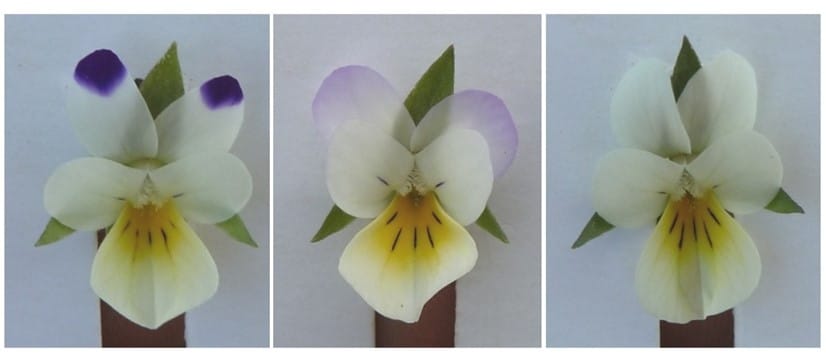 ¿Qué harán las plantas con menos polinizadores?