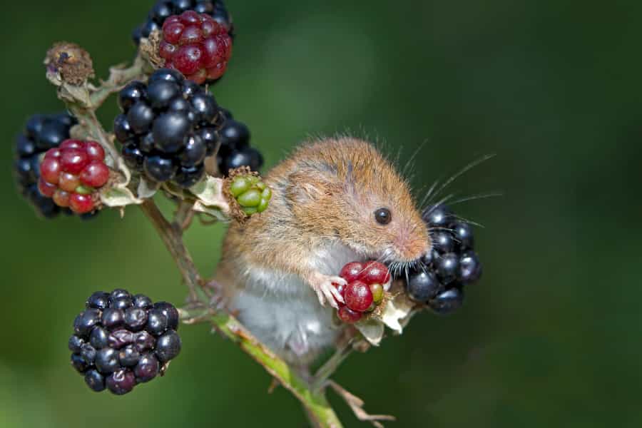 Do Thoreau’s observations and herbarium records see the same changes in fruiting?
