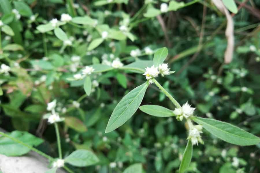 A warming climate will change plants’ responses to herbivores in different ways