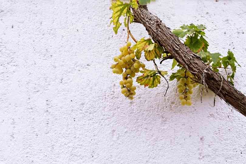 Understanding the links between xylem anatomy and grapevine fruit quality