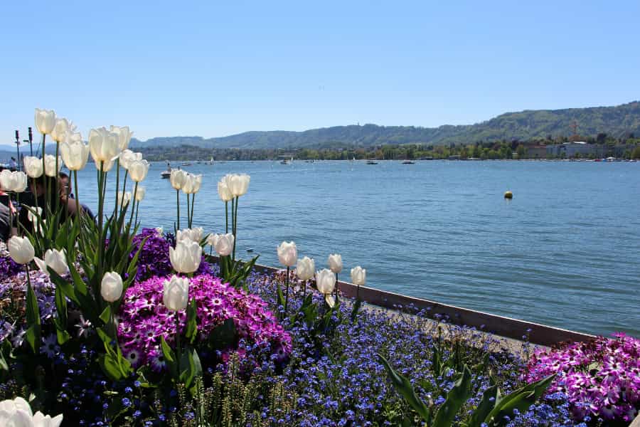 Citizen Science meets Urban Botany in Zürich