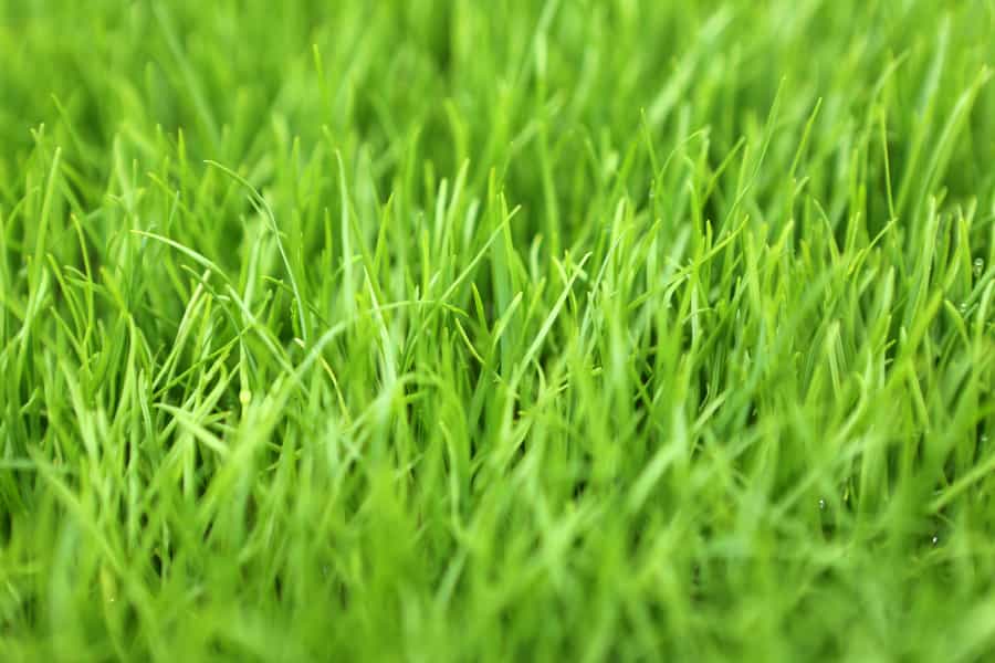 Keeping plants off-balance in one location can give a species greater stability