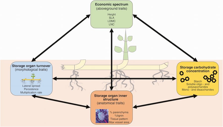 The economic spectrum of plant carbohydrate storage is blurred