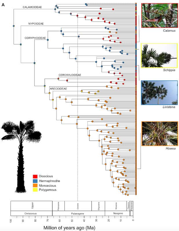 A complicated diagram of how palms are related to each other.
