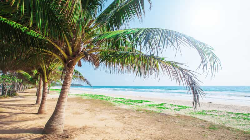 Tropical islands lead to more diversity in Palm sexual reproduction