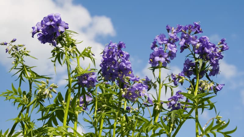 A crowd of tall plants shot from below, holding their purple heads of flowers to the sky.