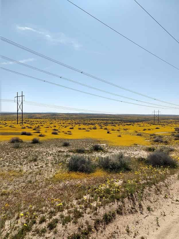 Los paneles solares pueden ser buenos para las ciudades — pero ¿qué pasa con las plantas que viven debajo?