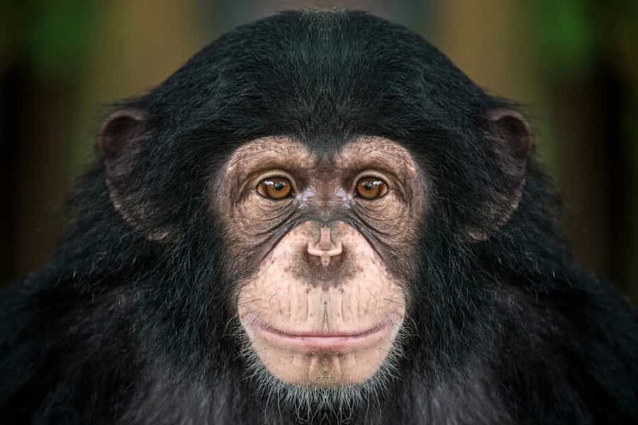 Studying plant remains at the entrance and the exit of a chimpanzee