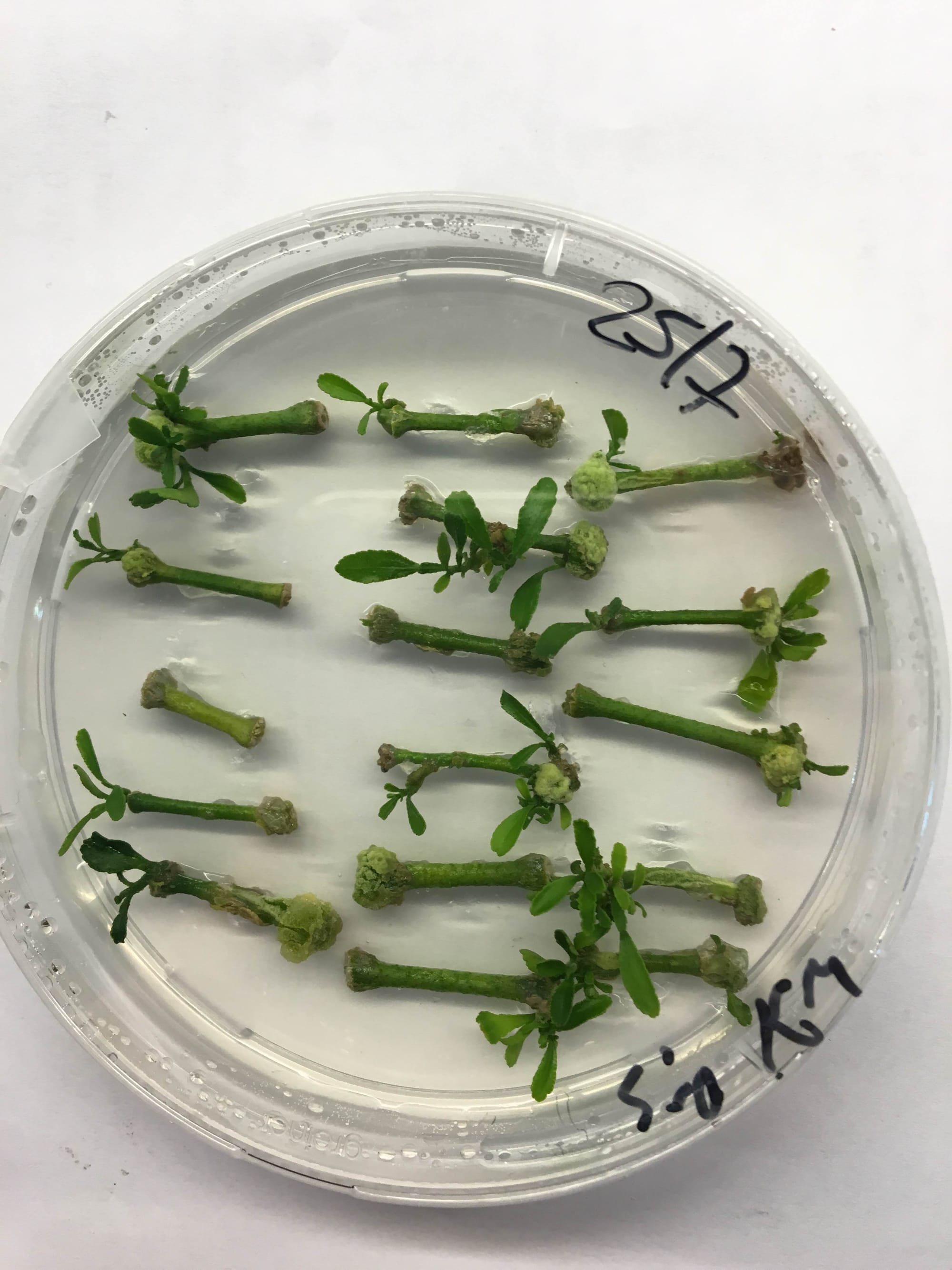 Exploring the use of genetically modified trees to combat diseases in citrus in Argentina