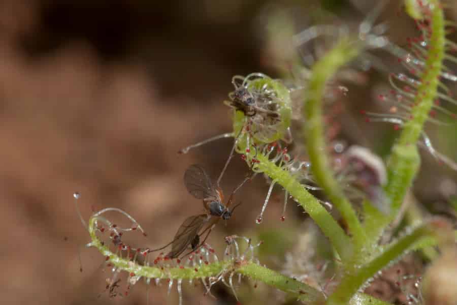 Carnivorous plants have evolved to hunt in packs