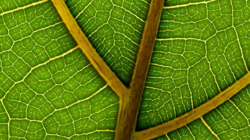 The wonders of leaf hydraulics: efficiency-safety trade offs in woody plants
