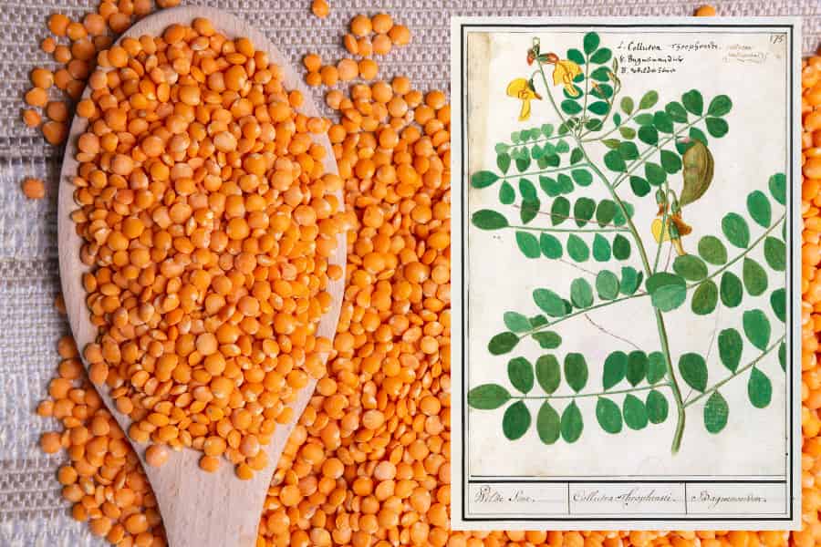 The reason domesticated lentils are fussy about their lighting is in their genes