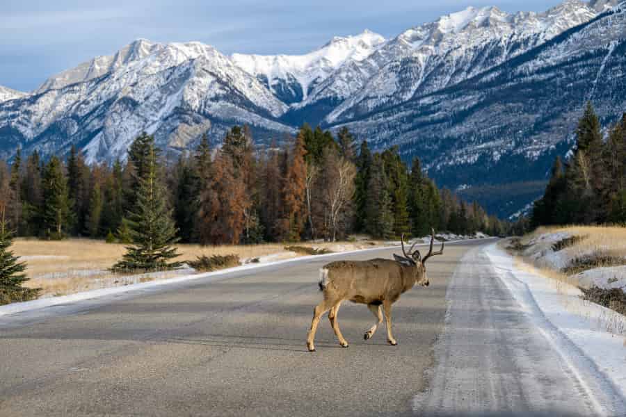 Take away the deer and more subtle effects on plant communities become apparent