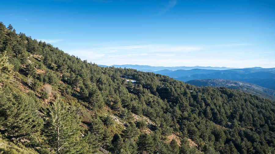 From branches to entire trees and forests: a new laser scanning-based model improves estimations