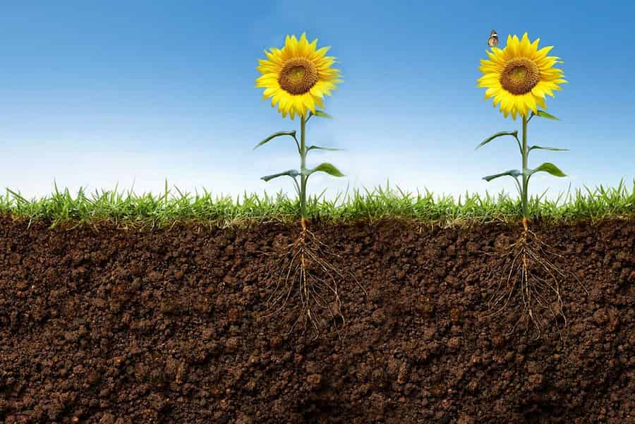 Two plants in a pot, intraspecific root competition in soybean and sunflower