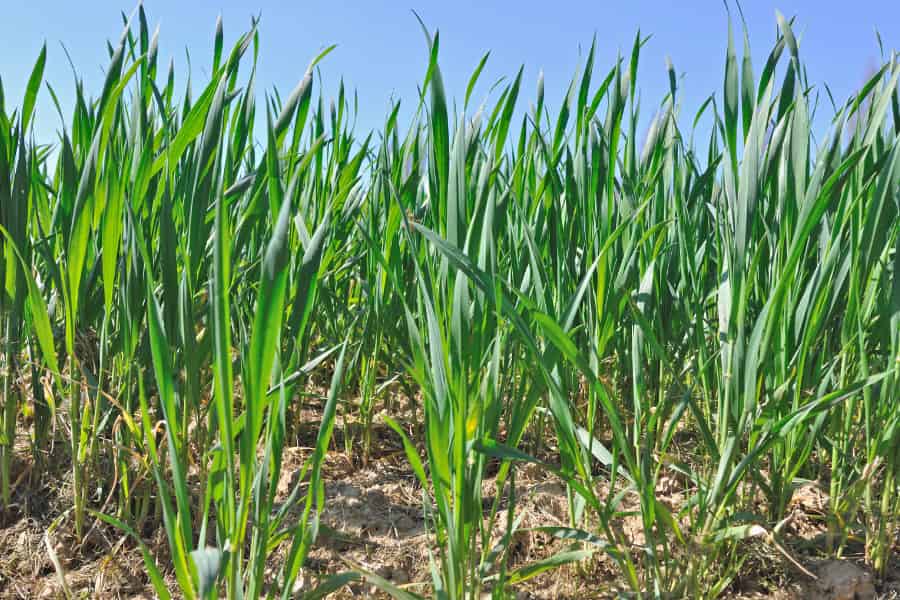 When the wind blows, what happens to wheat?
