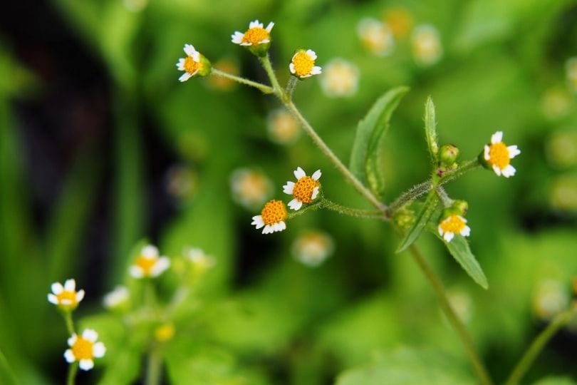 Range expansion of Galinsoga quadriradiata into the mountains of China