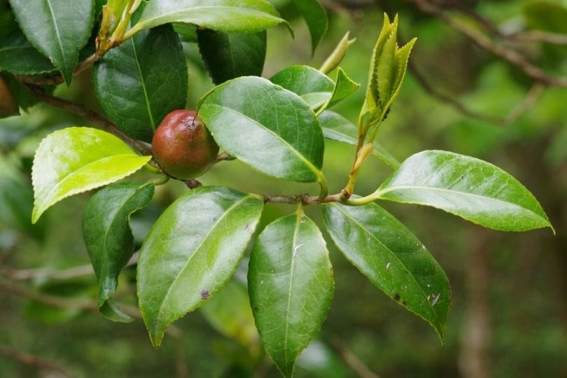 Geographic variation in shoot structure linked to fruit size in Camelia japonica