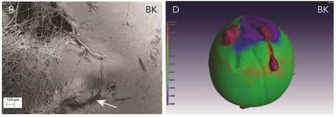 The grape cell walls may explain susceptibility to fungal disease.