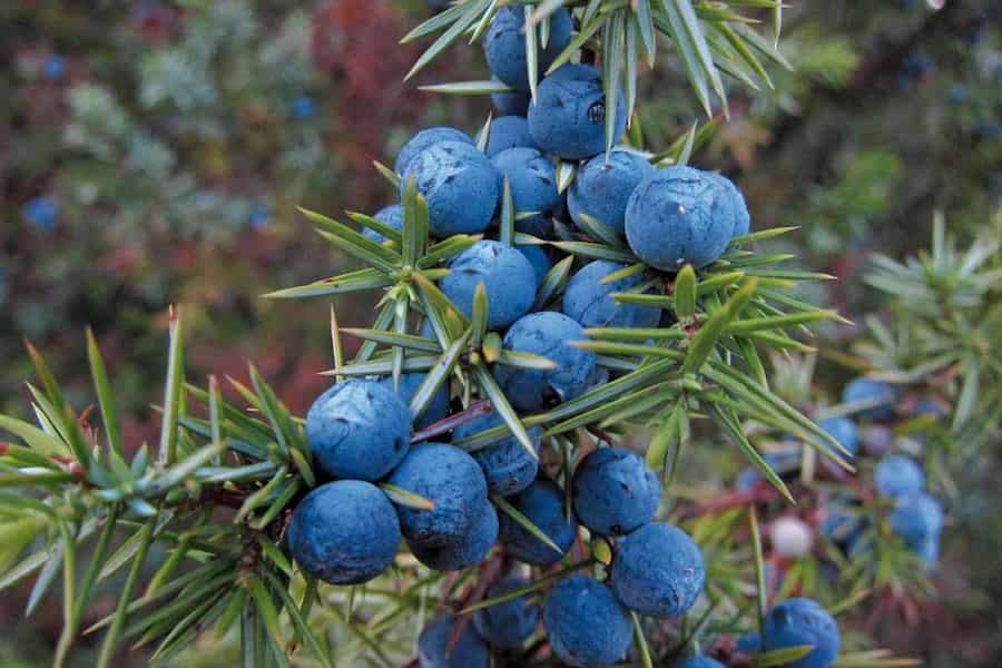 Trade-offs among growth, reproduction and defence in dioecious juniper