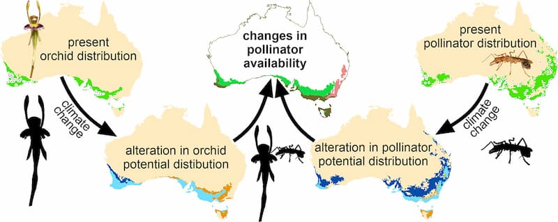 A diagram showing the effects of change in the range of Leporella fimbriata and Myrmecia urens on changes in pollinator availability