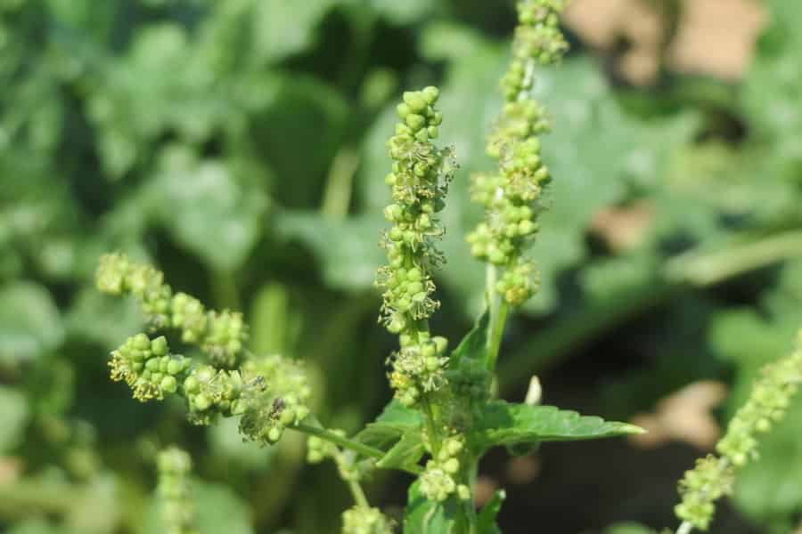 Where Have All The Good Men Gone?  Don’t Despair – Make Some Yourself (That’s What Plants Do..)