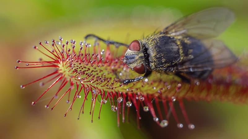 Plant chemicals are more important in carnivory than previously thought