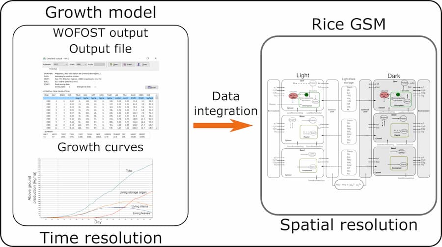 Prediciendo el rendimiento de arroz en condiciones de sequía