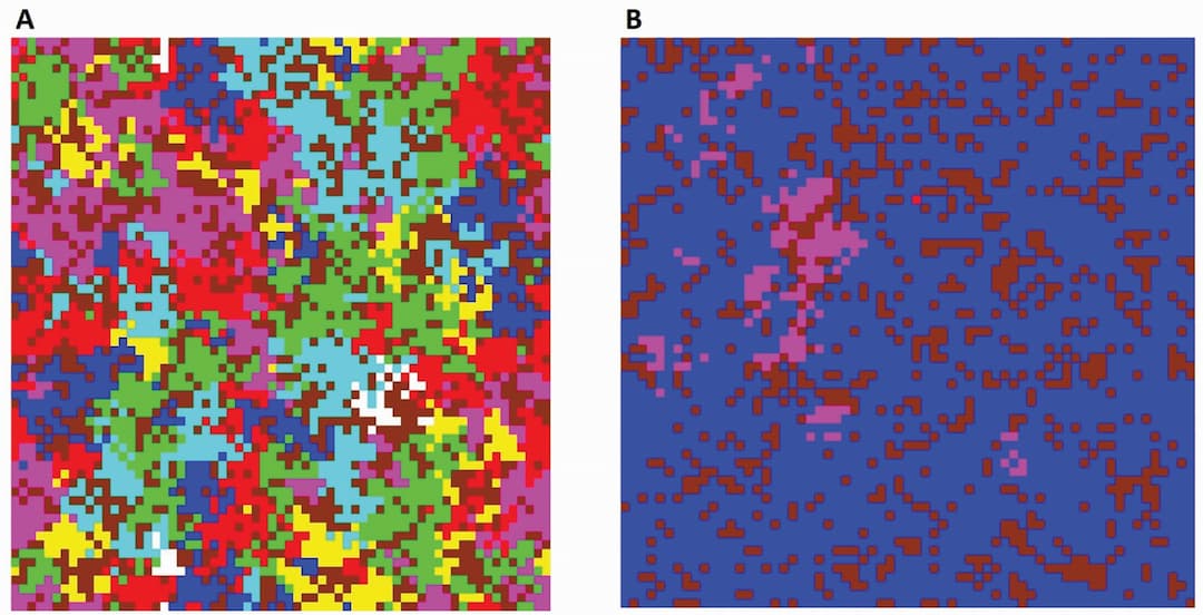 What drives plant diversity?