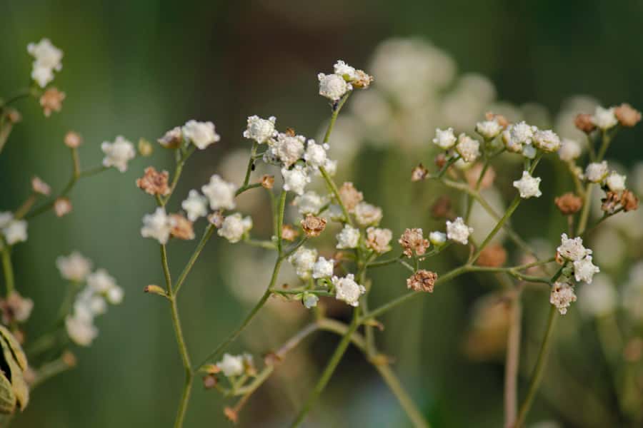 Rising carbon dioxide concentrations are making “the world’s most destructive toxic weed” more toxic