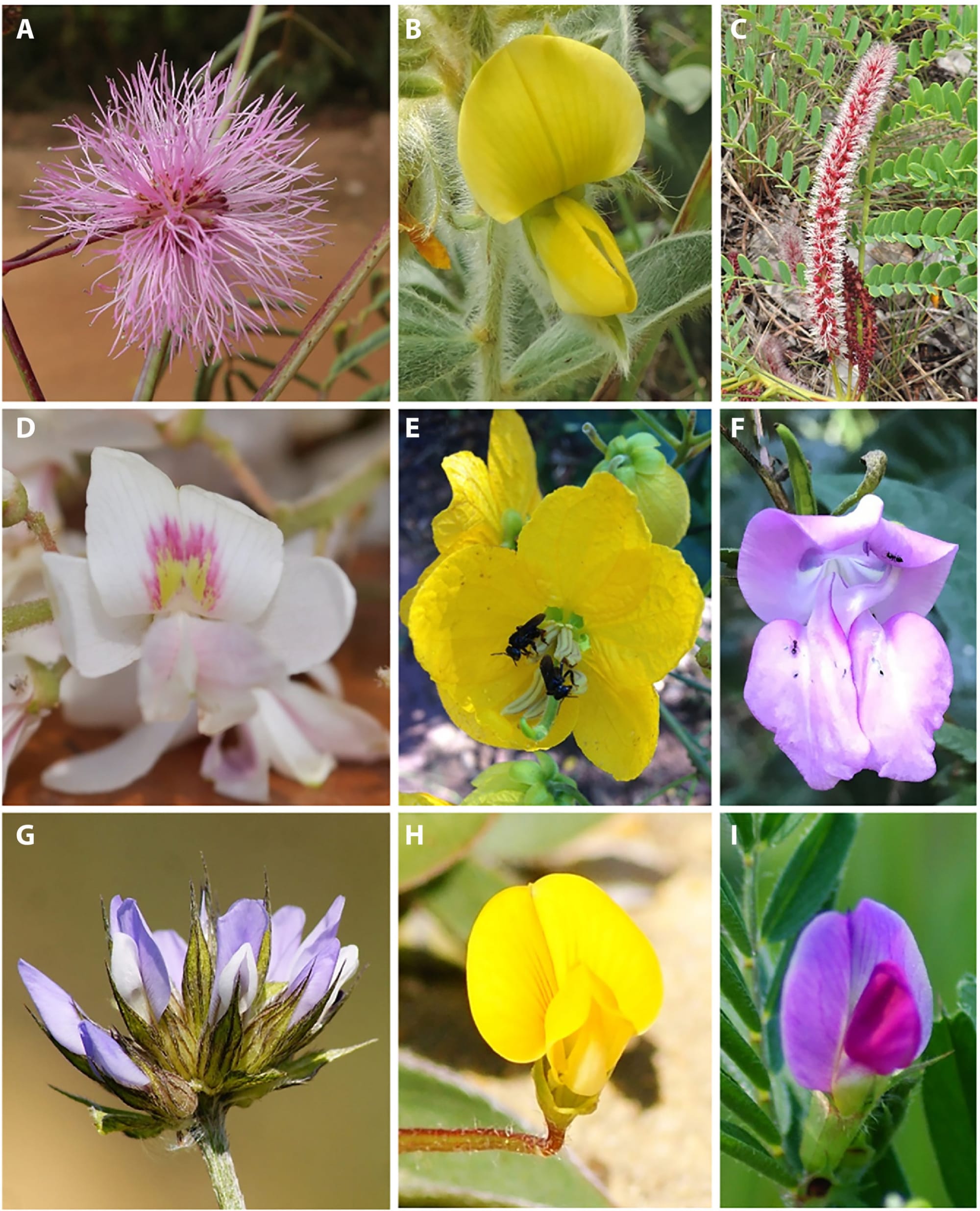 El color de la vegetación circundante determina cómo las abejas distinguen flores