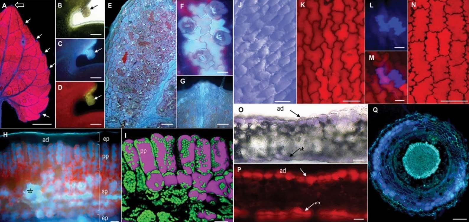 Imágenes de fluorescencia revelan el colorido mundo de los compuestos fenólicos de la violeta de Parma