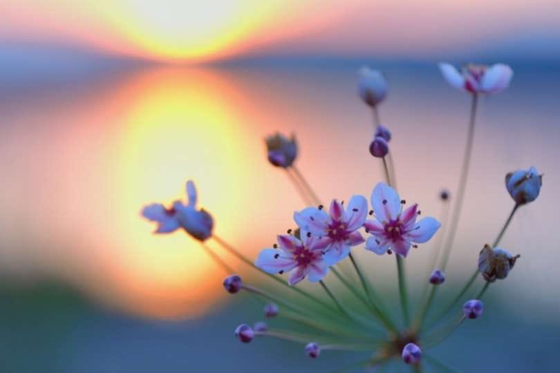 Phenotypic plasticity to nutrient availability in a wetland invasive species