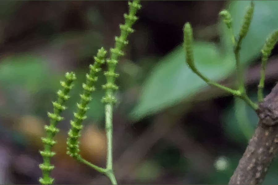 Honey bees are bad news for some plants in search of pollination