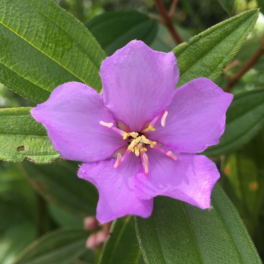 Plant breeding systems on the remote oceanic island of Pohnpei