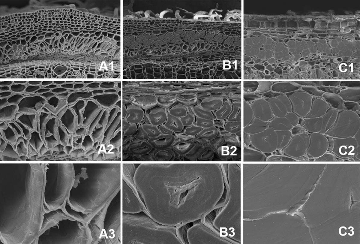 A microscopic investigation of fibre development in Cannabis sativa