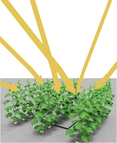 1D light models as accurate are as 3D at estimating dry matter