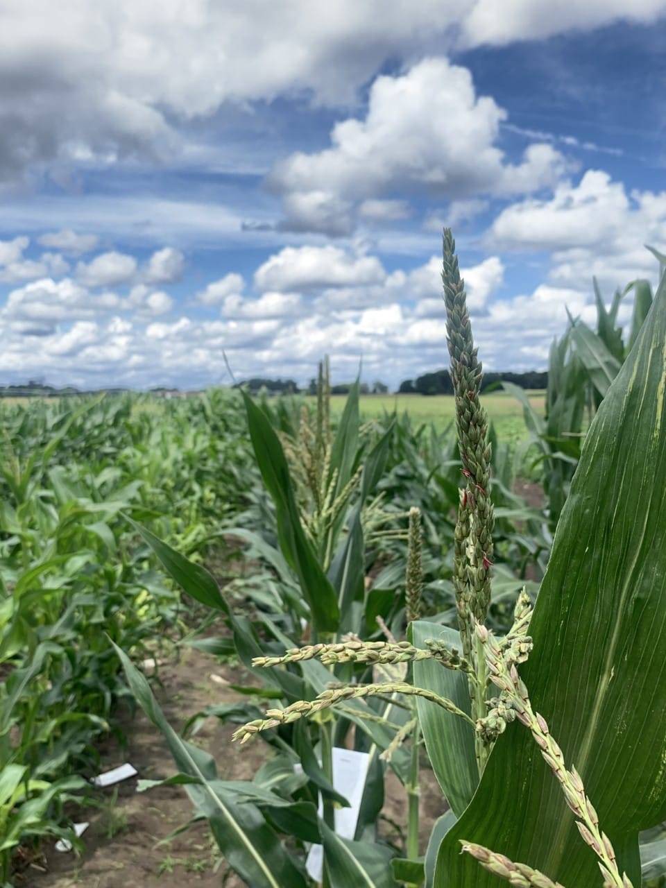 New maize reference genome may help grow genetically modified lines of corn more easily