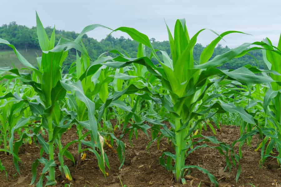 Seminal roots help maize grab nutrients